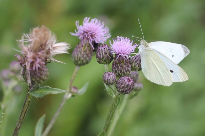 thistle and cabbage butterfly
